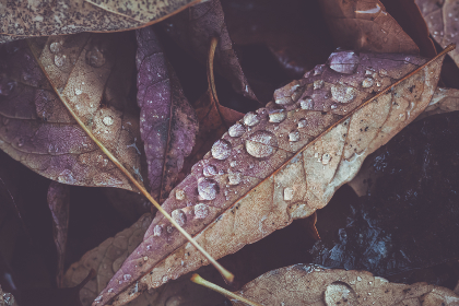 二指一杯：品味生活中的简单与优雅