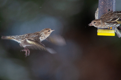 在网上购买高品质Honda ATV配件的最佳选择